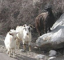 Cashmere Goats