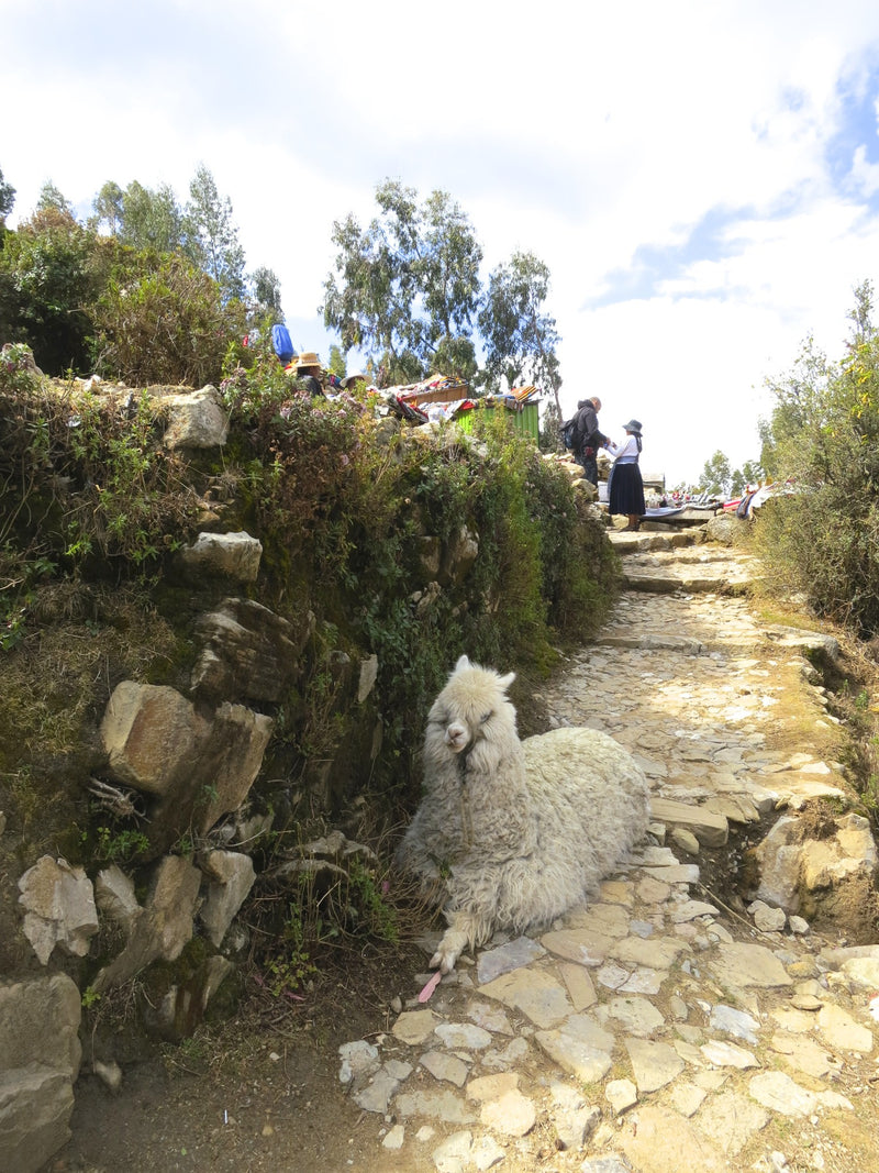 Llama or Alpaca in Bolivia