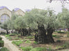 GardenofGethsemane