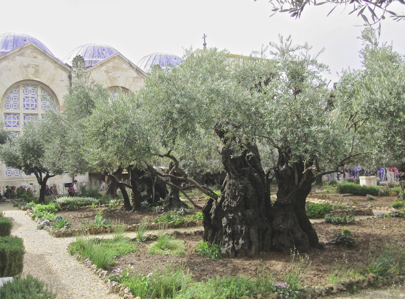 Garden of Gethsemane in Jerusalem